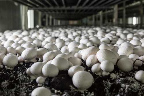 mushroom cultivation and humidity control