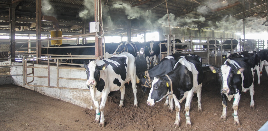 cooling of cattle