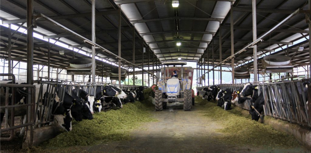 Reduction of ammonia on dairy-farm